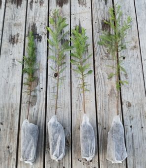 Bald Cypress roots in biodegredable root bag