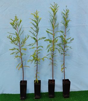 Bald Cypress sapling in pot