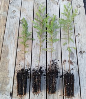 Bald Cypress Roots