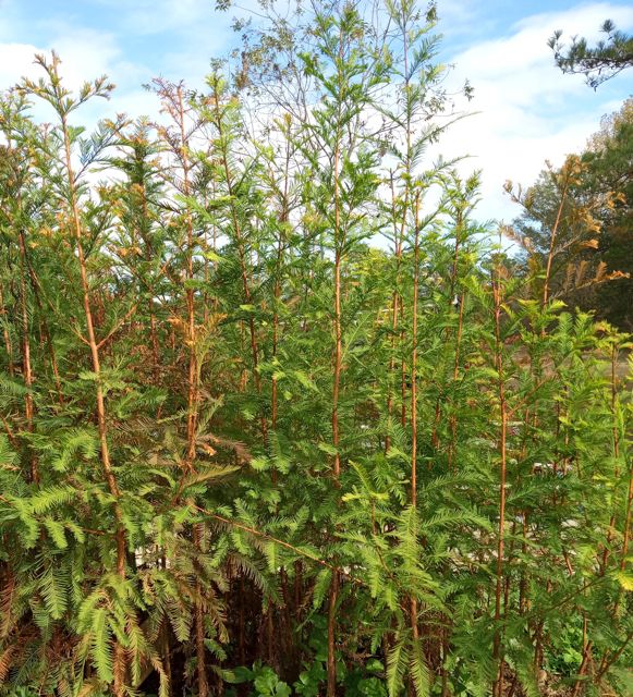 Bald Cypress Saplings