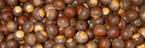 Cherrybark oak acorns