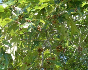 Cherrybark limb with acorns in mid summer