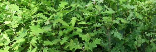 Northern Red oak saplings