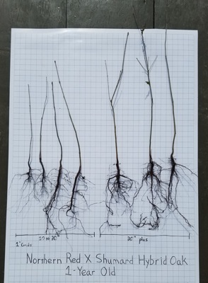 Northern Red x Shumard oak roots