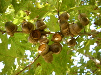 Northern Red x Shumard oak hybrid limb with acrons