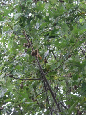 Nuttall oak limb with acorns
