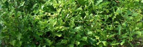 Overcup oak saplings