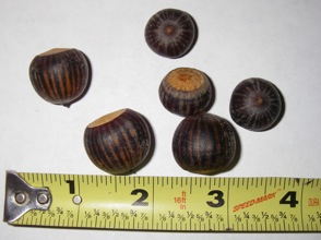 Pin oak acorns