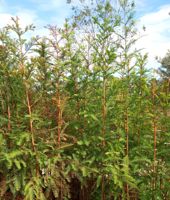Bald Cypress tree page