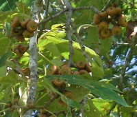 Cherrybark oak tree page