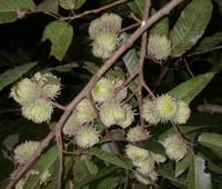 Gobbler Sawtooth oak tree page