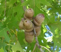 Northern Red oak tree page