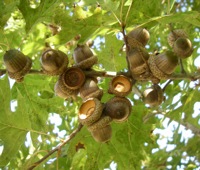 Northern Red x Shumard hybrid oak tree page