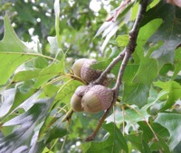 Nuttall oak tree page