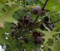 Nuttall x Pin oak hybrid tree page