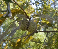 Overcup oak tree page