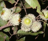Sawtooth oak tree page