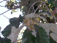 Swamp Chestnut oak tree page