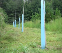 Tree protector page