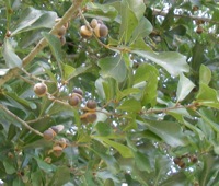 Water oak tree page