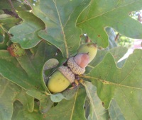 White oak tree page
