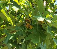 White x English hybrid oak tree page