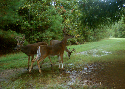 Three whitetail bucks feeding on Sawtooth oak acorns