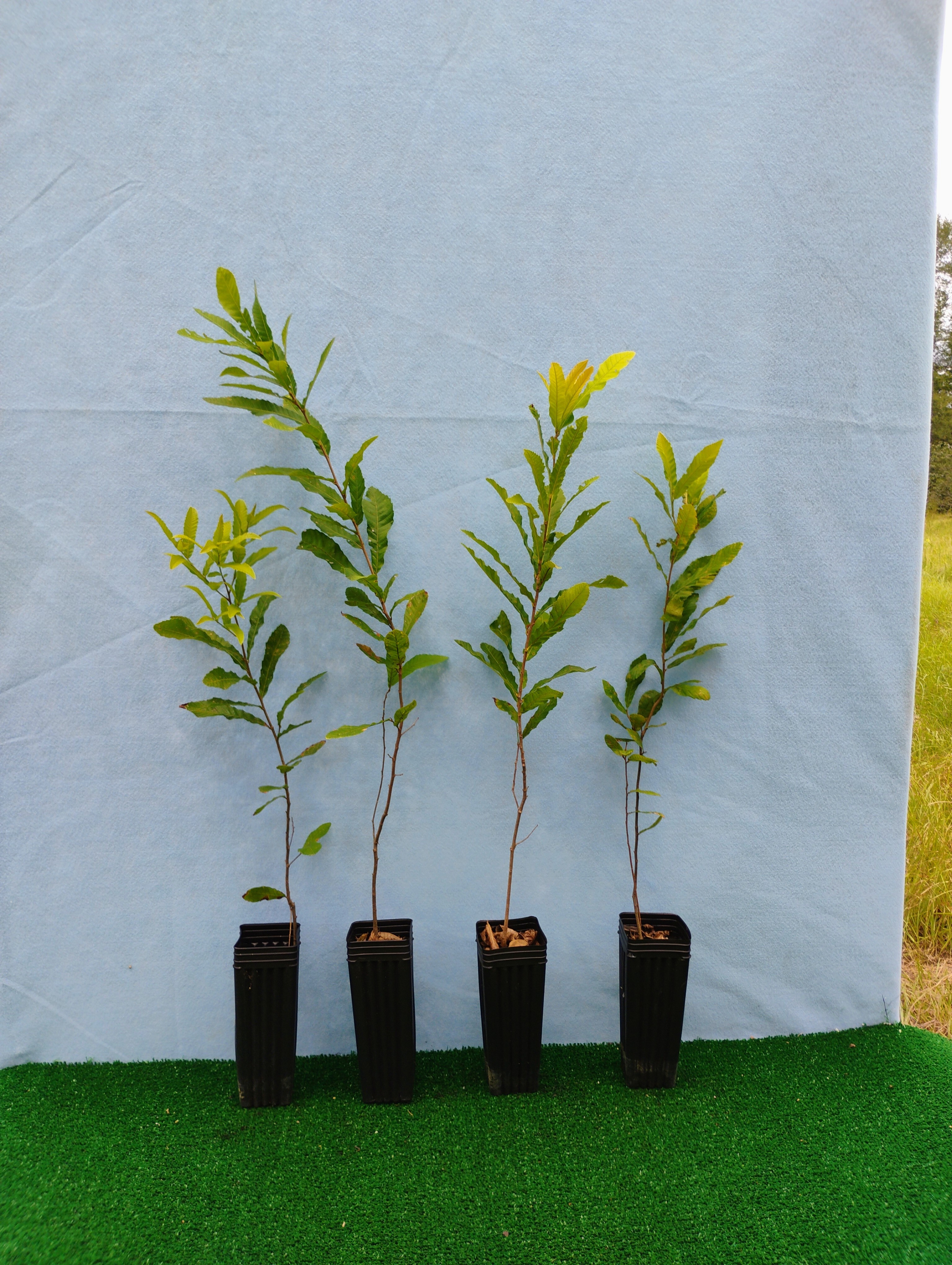 Sawtooth oak sapling in pot