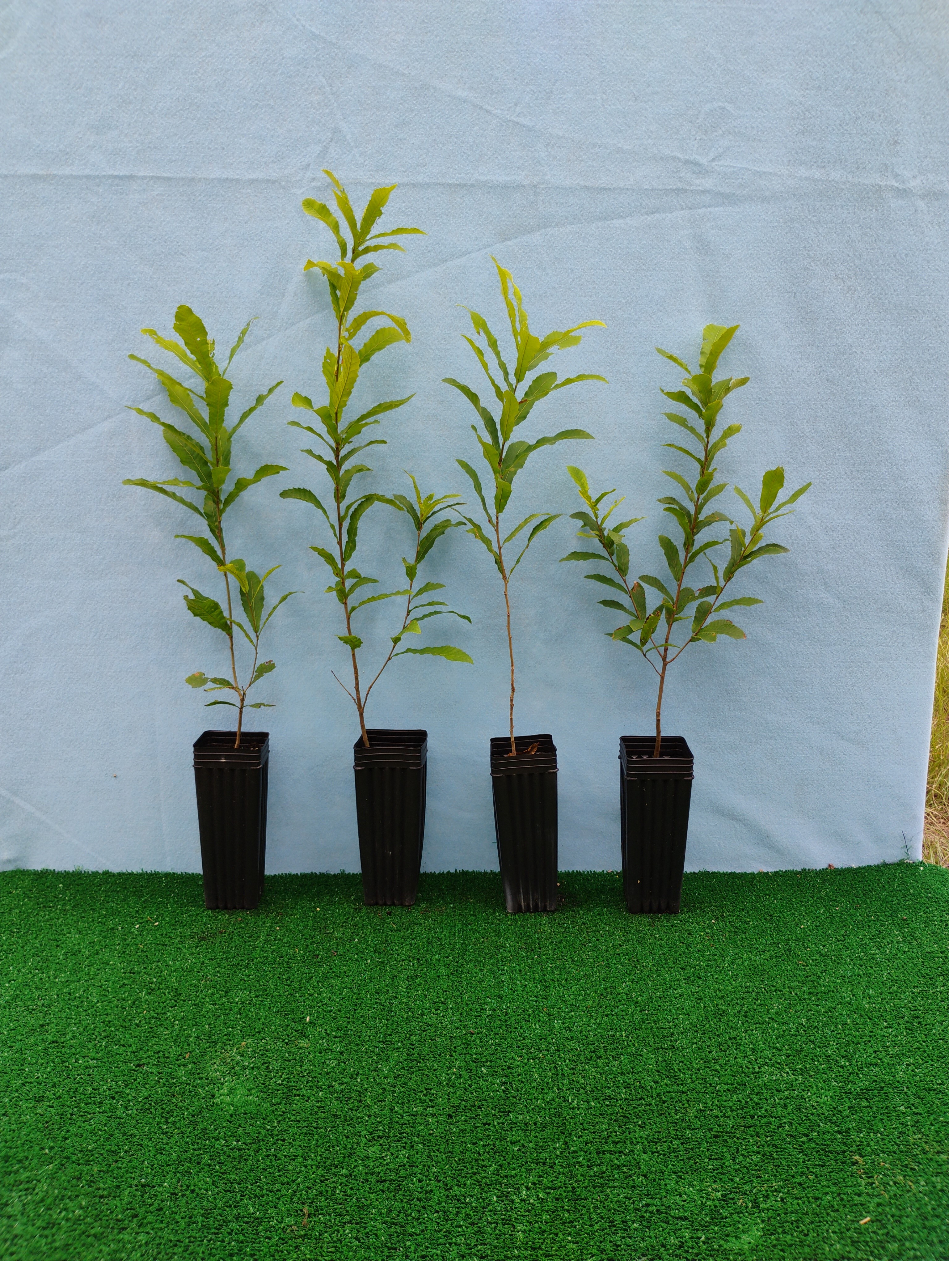 Gobbler Sawtooth oak sapling in pot