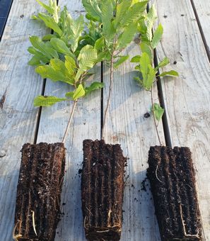 Gobbler Sawtooth oak roots