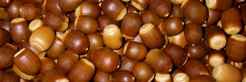Sawtooth Oak Acorns