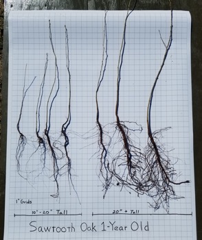 Sawtooth oak roots