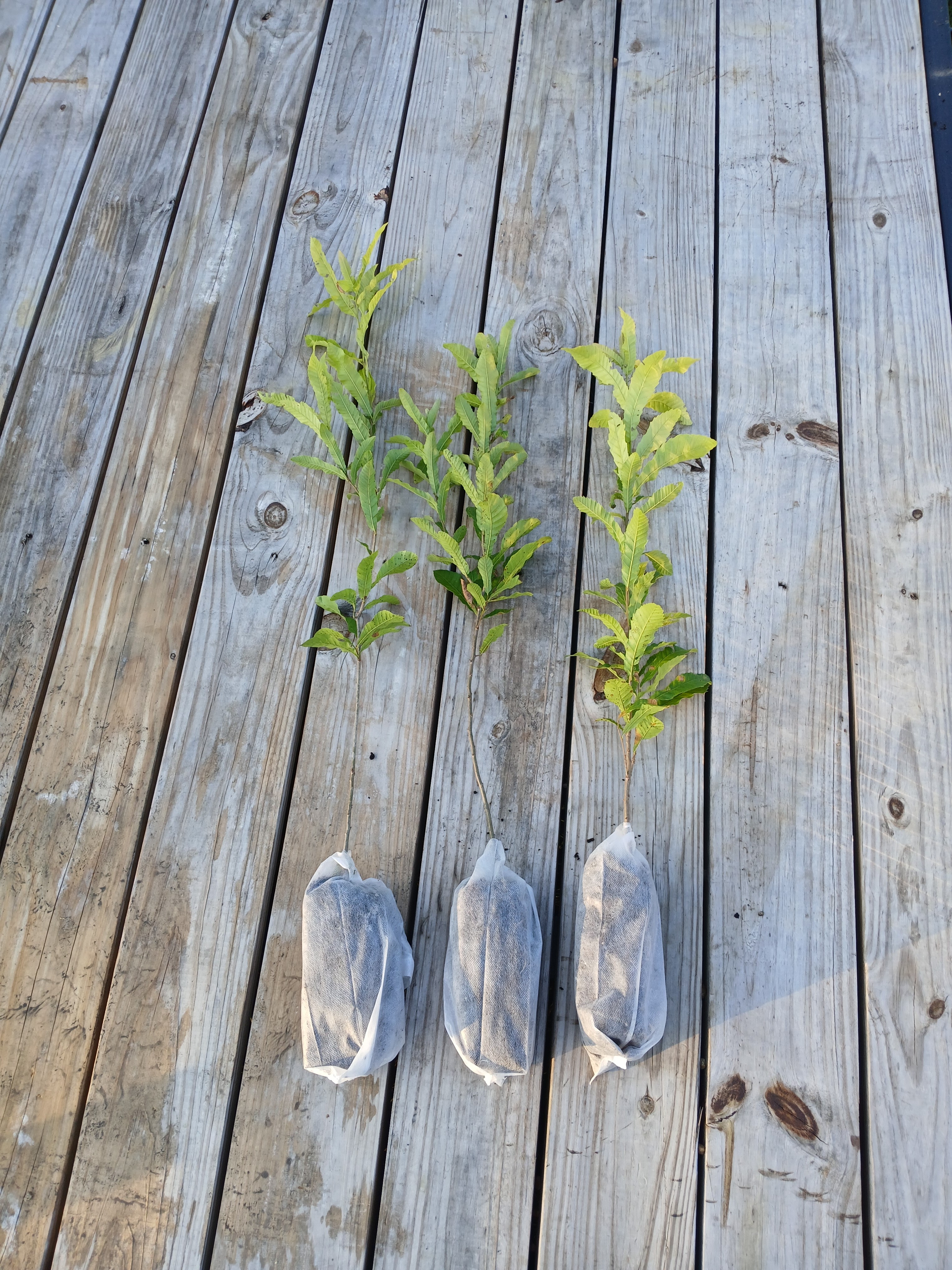 Sawtooth oak roots in biodegredable root bag