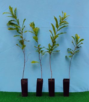 Sawtooth oak sapling in pot