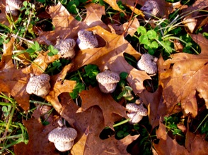 Shumard oak acorns on the ground under the tree.