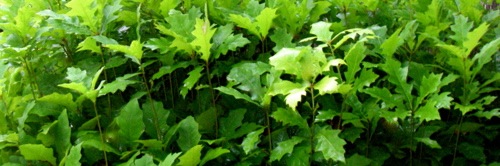 Young Shumard oak trees at the nursery.