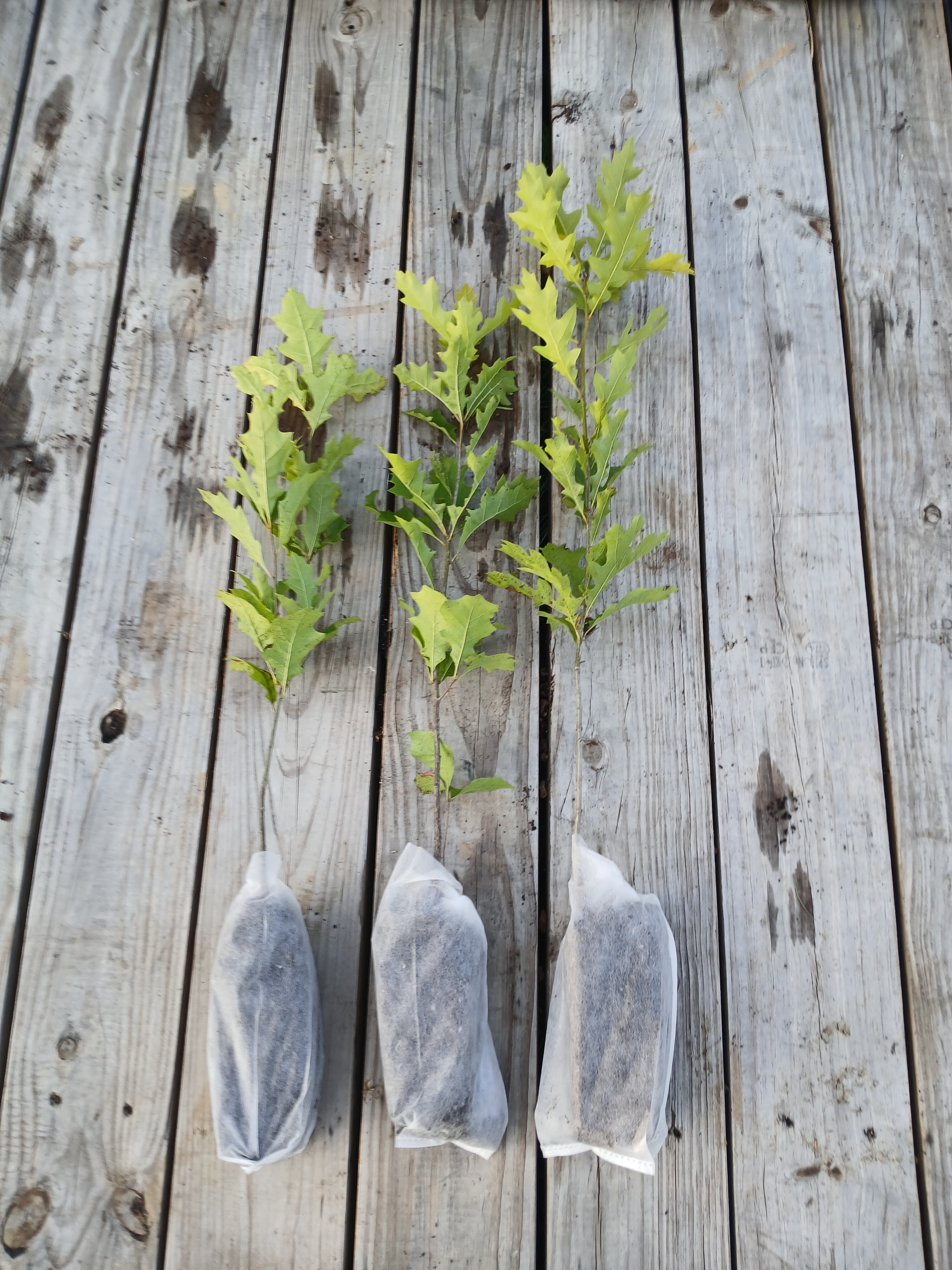 Shumard oak roots in biodegredable root bag