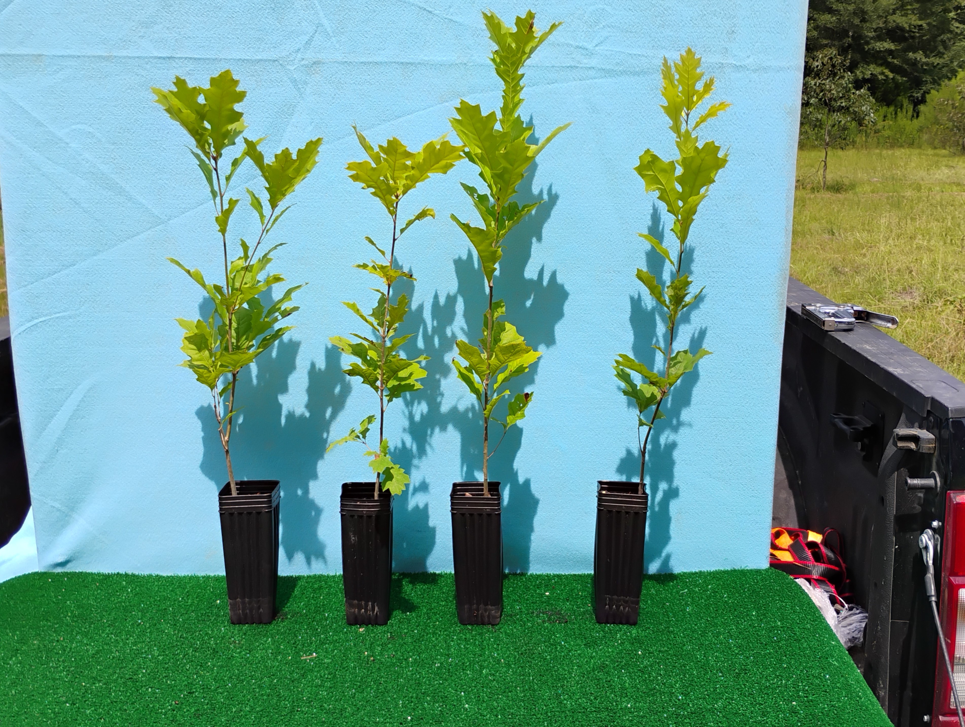 Shumard oak sapling in pot