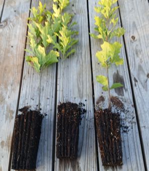Shumard oak roots