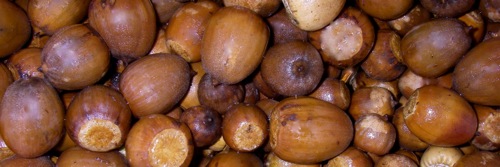 Swamp Chestnut Oak Acorns