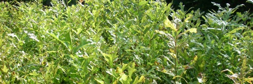 Water oak saplings