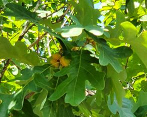 White oak limb with acorns