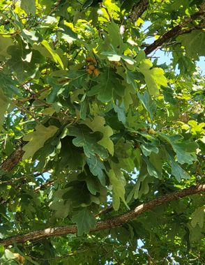 White oak limb with acorns