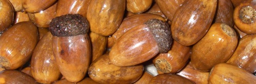 White x English oak acorns