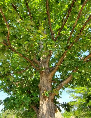 White oak acorns