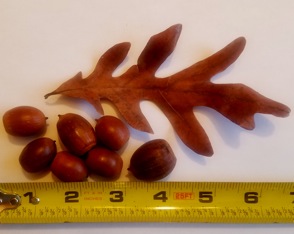 White oak acorns