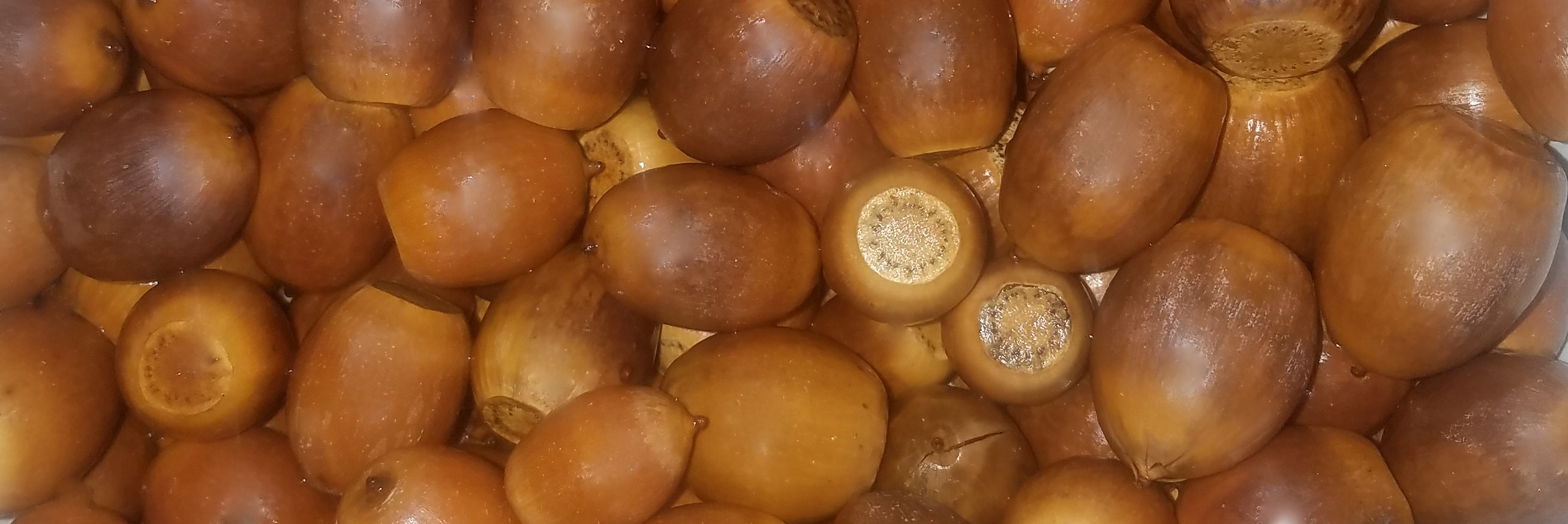 White oak acorns