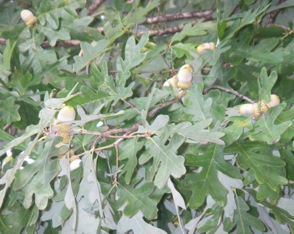 White oak limb with acorns