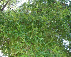 Willow oak
