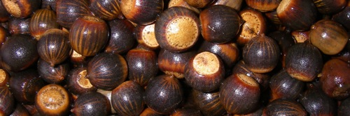 Willow oak acorns